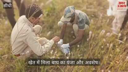 Sidhi News: Tiger remains found buried in field after foul smell, one suspect arrested by forest department