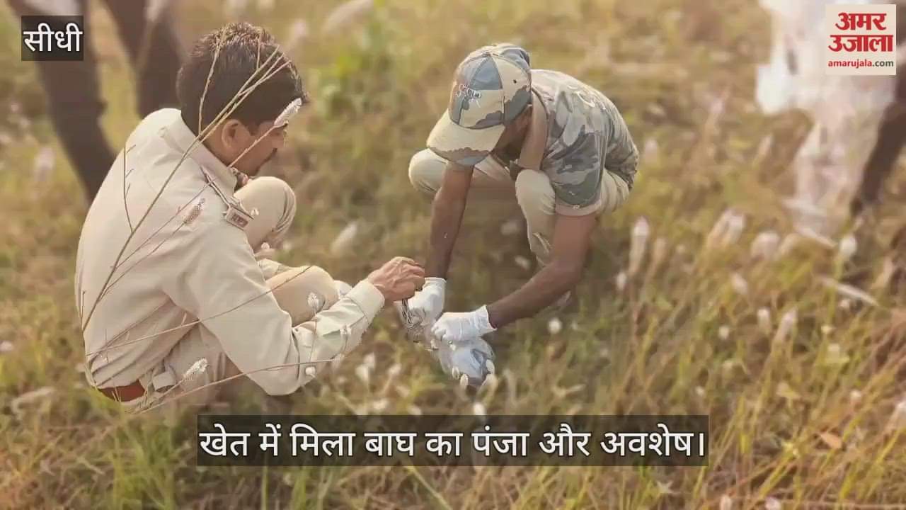 Sidhi News: Tiger remains found buried in field after foul smell, one suspect arrested by forest department