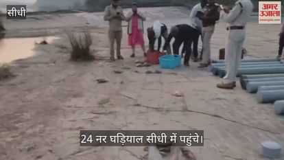 24 male gharials and 25 turtles enhanced the beauty of Sidhi's Son River.