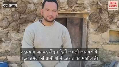 A bear entered a cowshed and attacked the bulls troubling cattle owners due to the constant attacks