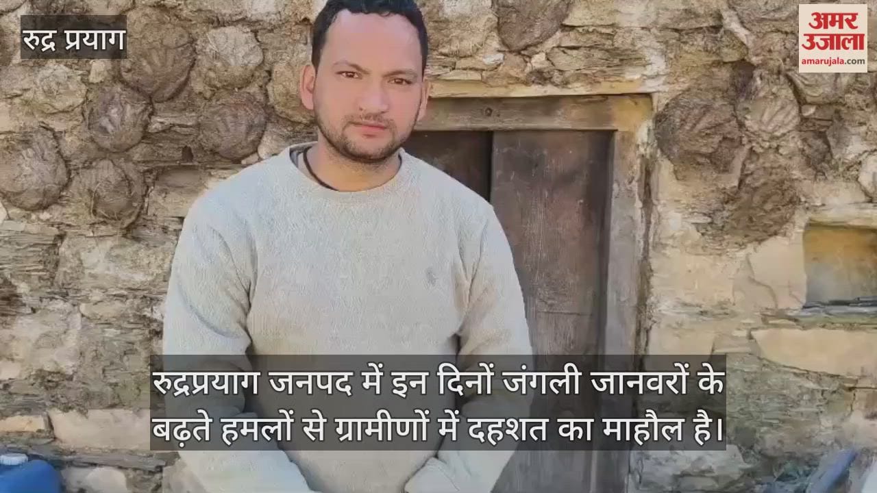 A bear entered a cowshed and attacked the bulls troubling cattle owners due to the constant attacks