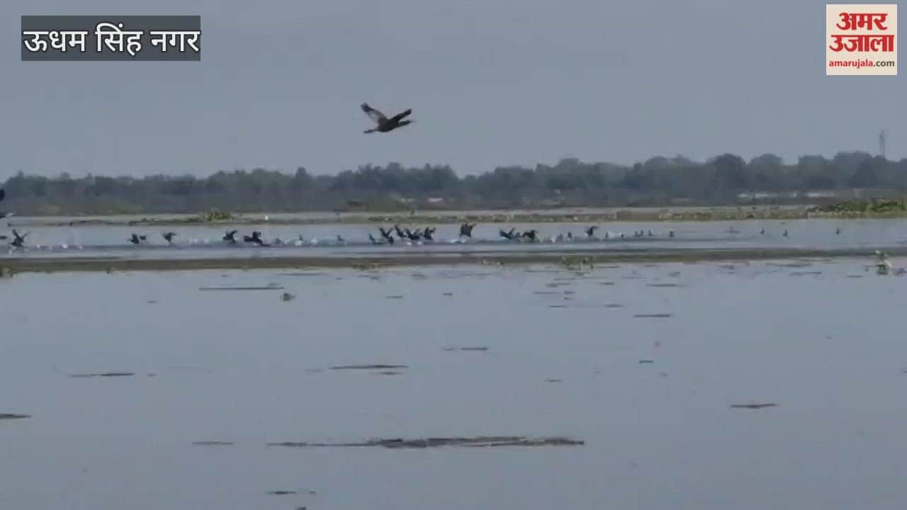 Siberian birds begin arriving at Sharda Sagar Dam