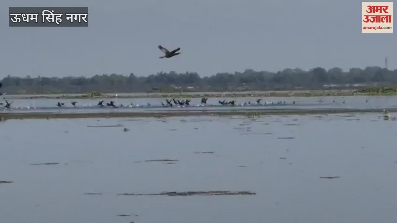 Siberian birds begin arriving at Sharda Sagar Dam
