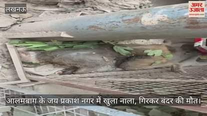 Video : आलमबाग के जय प्रकाश नगर में खुला नाला, गिरकर बंदर की मौत