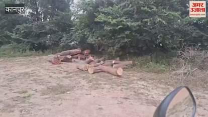 Green, banned trees are being cut in the Saadh area, the forest department is unaware