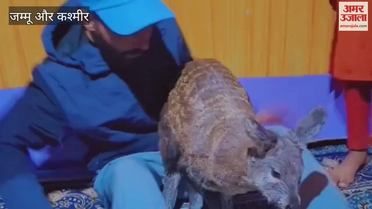 Ganderbal, In a remarkable act of kindness, local resident Munawar Ahmad Baniya rescued a vulnerable Musk deer