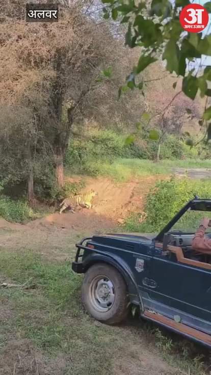 Alwar News: ST-2304 Emerges as the New Territory King; Spotted for 5 Straight Days as Tigress ST-9 Also Seen