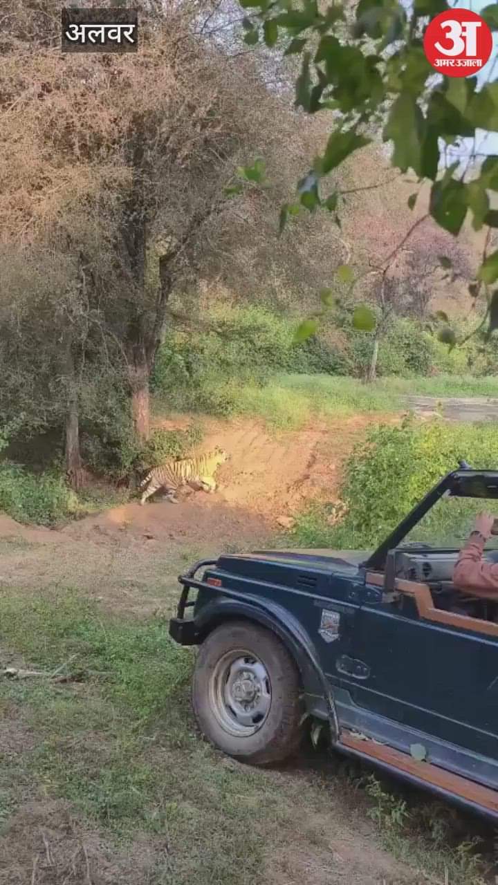 Alwar News: ST-2304 Emerges as the New Territory King; Spotted for 5 Straight Days as Tigress ST-9 Also Seen