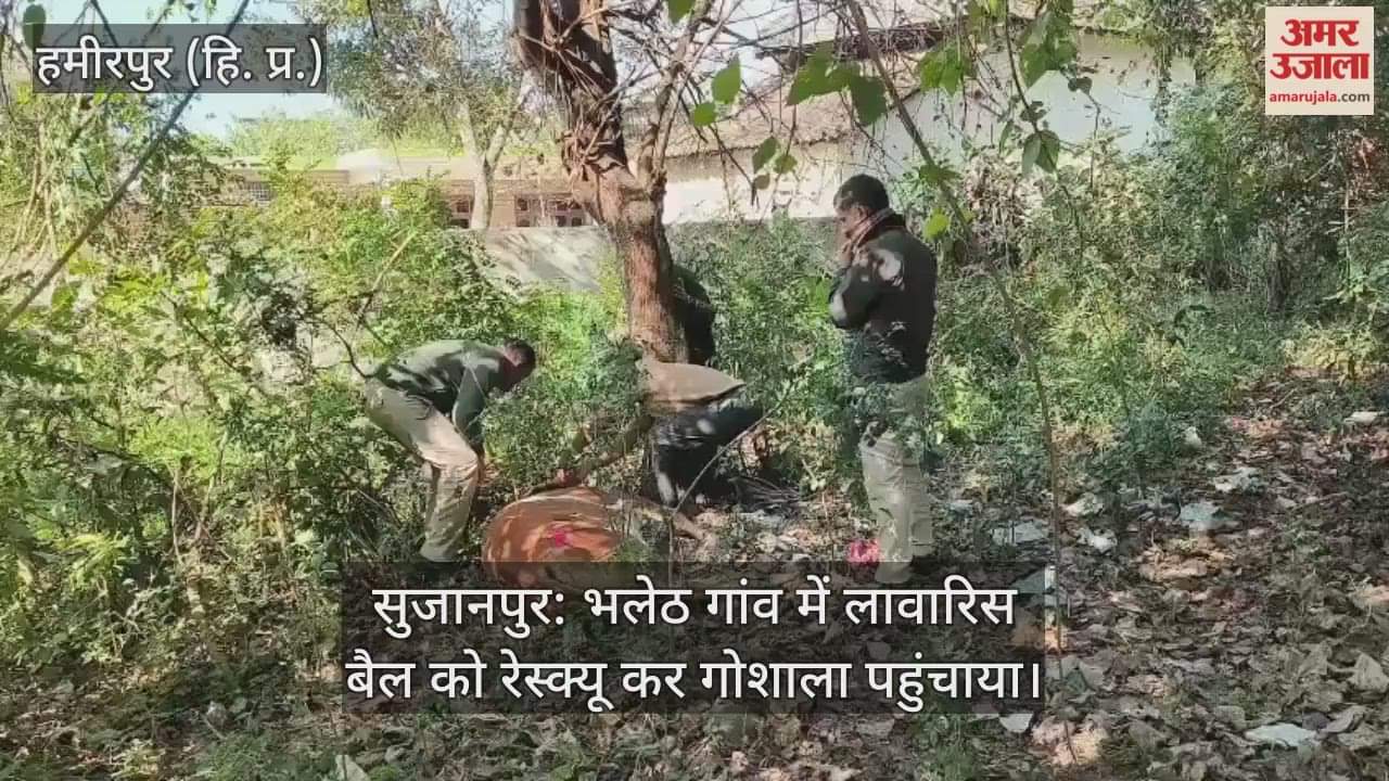 Sujanpur: Stray bull rescued from Bhaleth village and taken to cow shelter