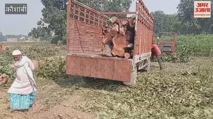 Permission was granted for two trees and three were cut down; the Forest Department filed a case.