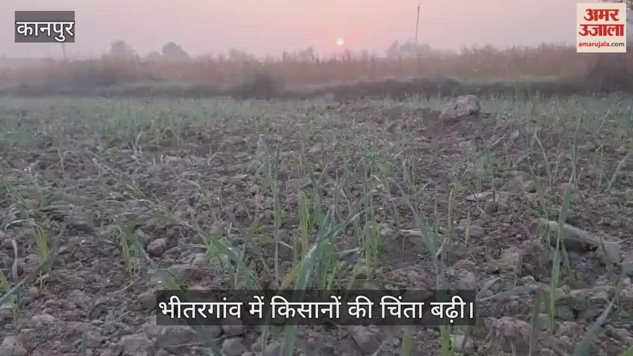 कानपुर: बारिश में बोई गेहूं की फसल को पहले पानी का इंतजार, 17 दिन बाद भी माइनर साफ नहीं कराई गई