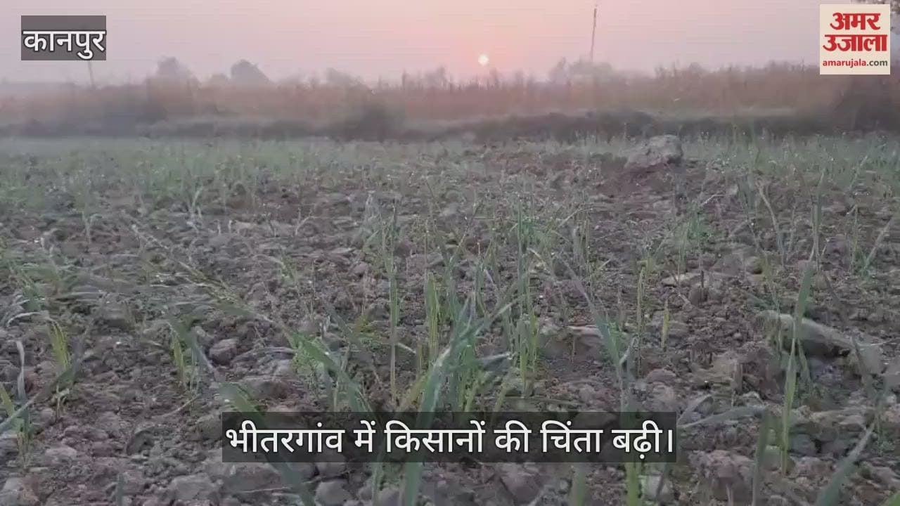 कानपुर: बारिश में बोई गेहूं की फसल को पहले पानी का इंतजार, 17 दिन बाद भी माइनर साफ नहीं कराई गई
