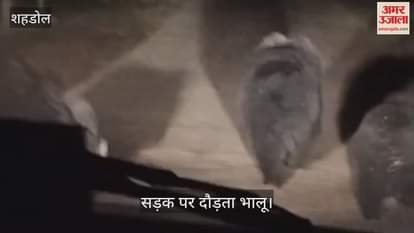 Shahdol News: Bear Roams Through Village With Its Family; Forest Department Issues Safety Advisory