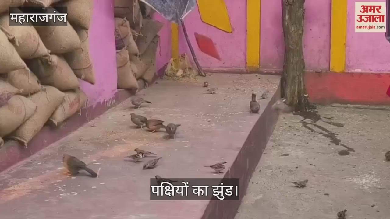 Birds built nests in the courtyard and trees of the house, the flock made a home.