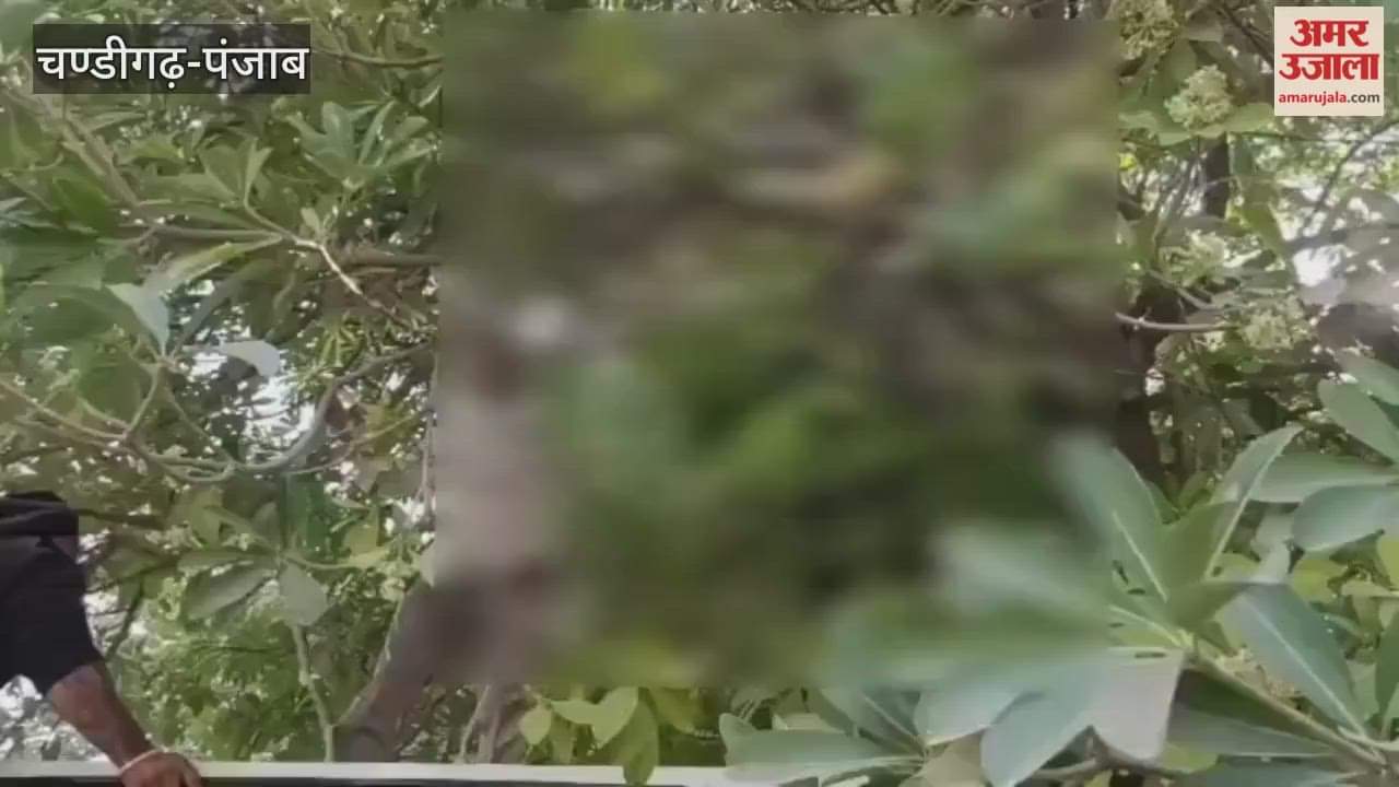 Man body found hanging from tree in Moga Nature Park