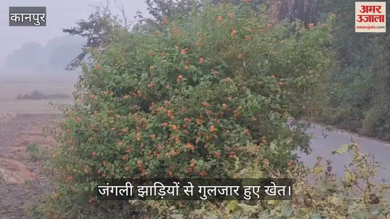 कानपुर: भीतरगांव में रिंद नदी किनारे खेत और जंगल पीले सरसों से सजे