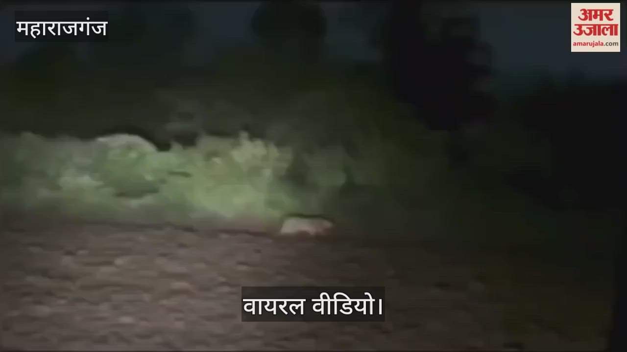 Leopard seen entering farm late at night, video goes viral - people panic