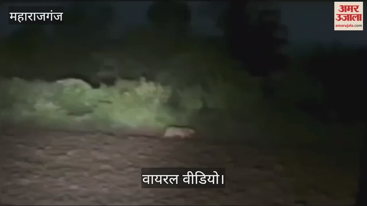 Leopard seen entering farm late at night, video goes viral - people panic