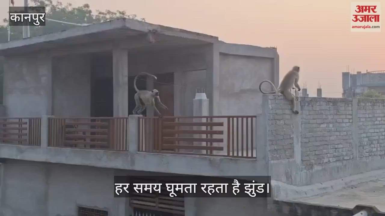 कानपुर: भीतरगांव में लंगूरों का आतंक, घरों में तोड़फोड़…गमले और विद्युत केबल तोड़कर मचा रहे उत्पात