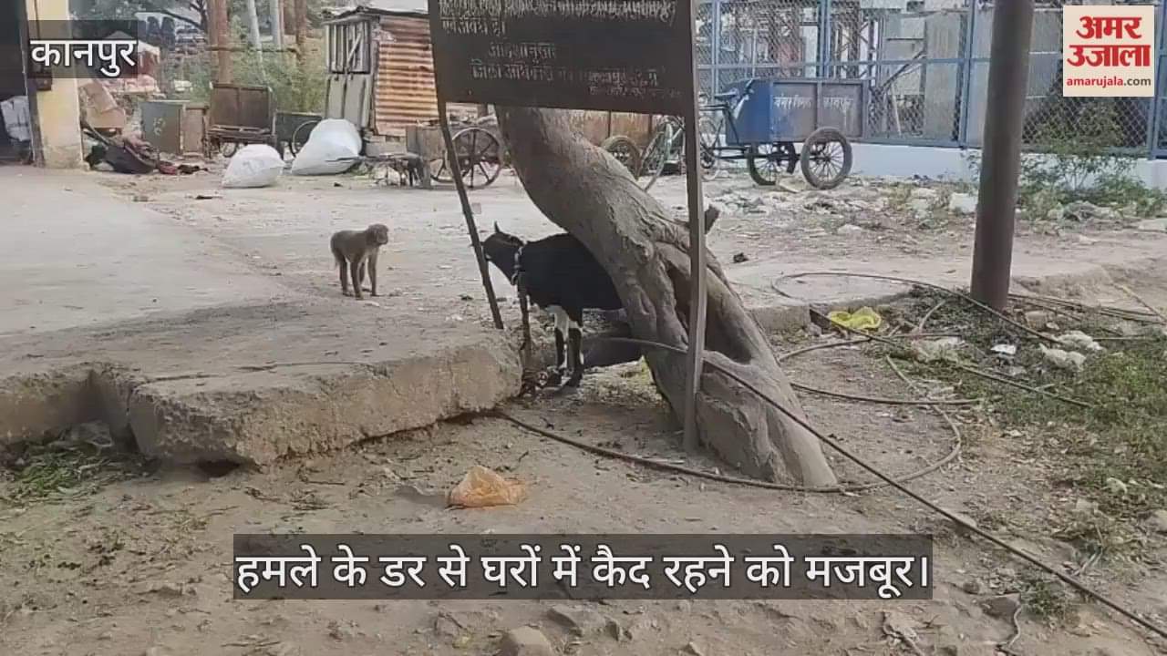 कानपुर के सुजातगंज में बंदरों का आतंक, लोगों का जीना हुआ बहुत मुश्किल