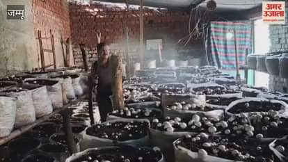 A mountainous region has transformed its fortunes! Kuldeep sets an example with mushroom farming.