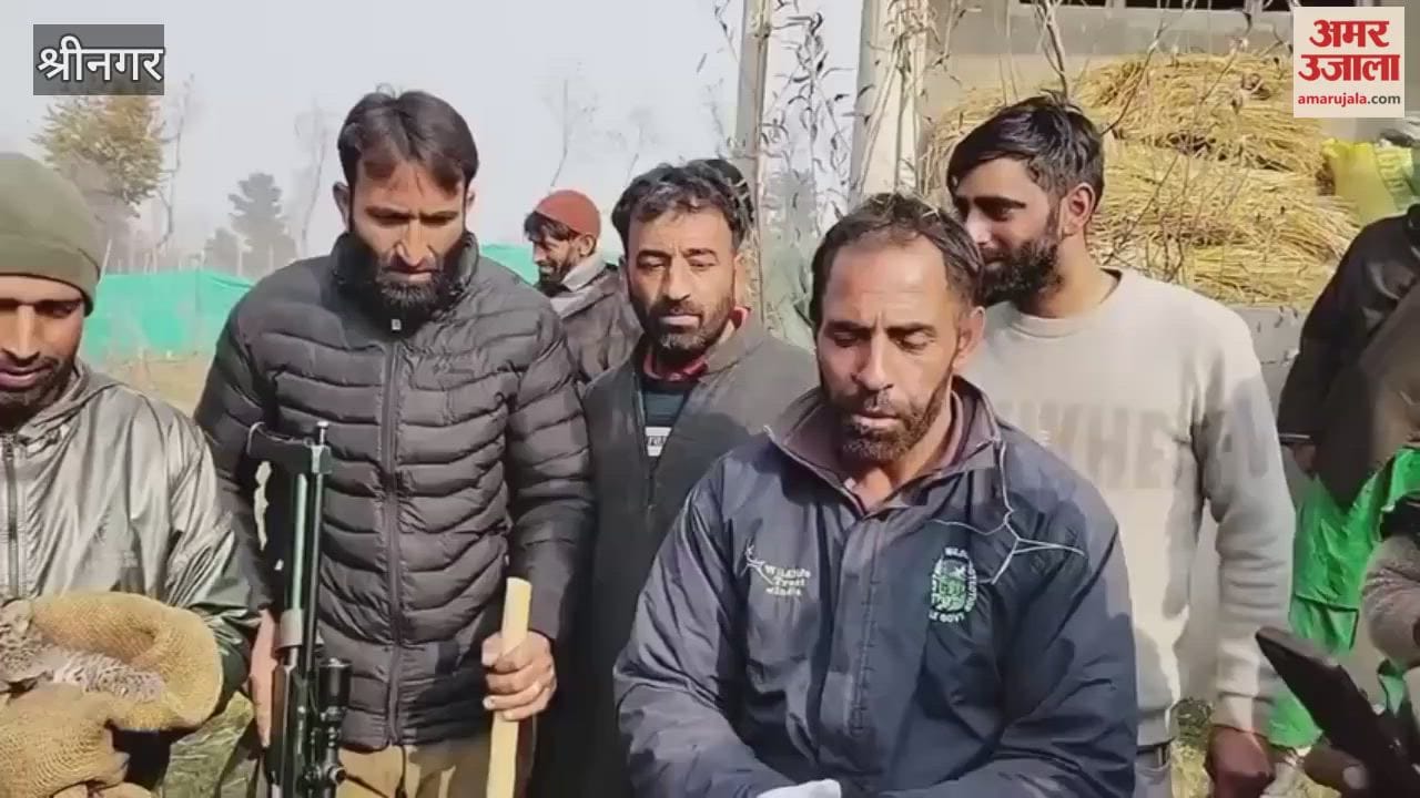 Leopard Cubs Safely Captured in Sedow Shopian Wildlife Teams on High Alert
