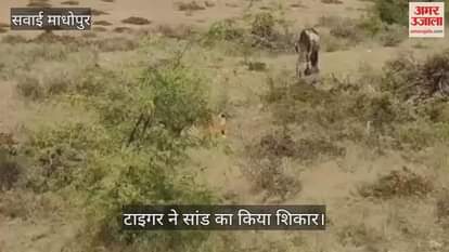 Tiger hunts bull in Ranthambore National Park