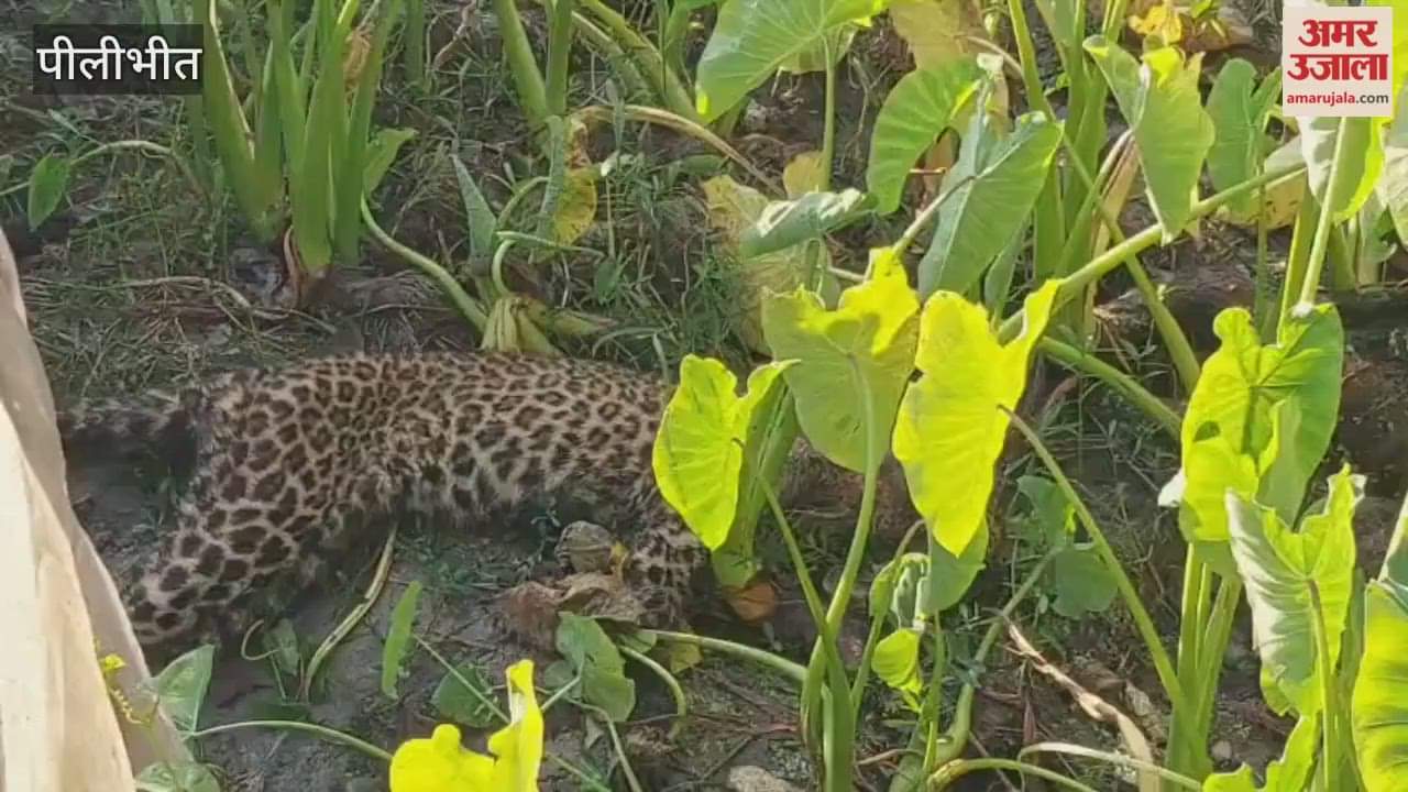 Leopard found injured near village in pilibhit
