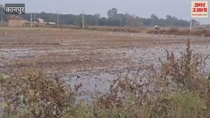 Wheat cultivation begins in Bhitargaon area with the help of private tubewells