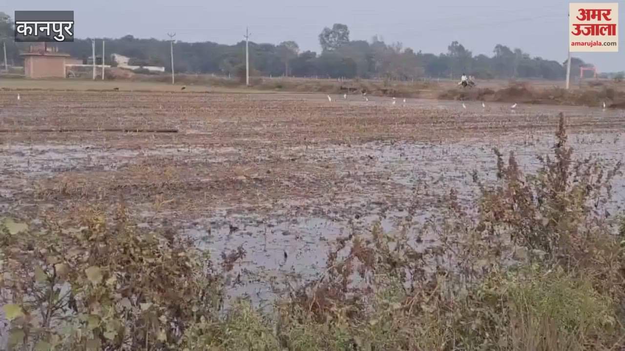 Wheat cultivation begins in Bhitargaon area with the help of private tubewells