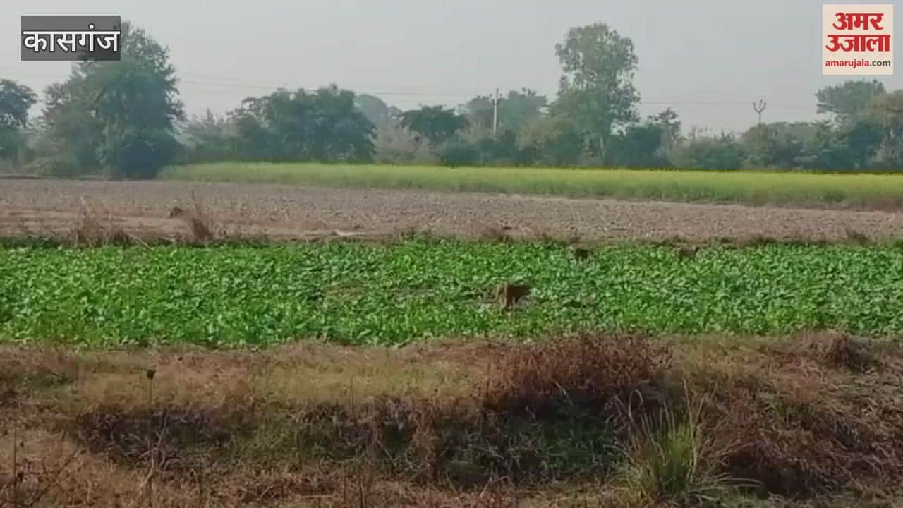 Monkey Troops Now Emerging as a Major Threat to Crops