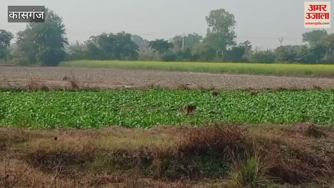 Monkey Troops Now Emerging as a Major Threat to Crops