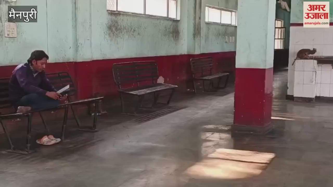 Monkey Menace at Mainpuri Bus Stand: Passengers Under Constant Threat