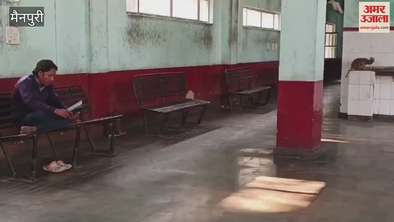 Monkey Menace at Mainpuri Bus Stand: Passengers Under Constant Threat