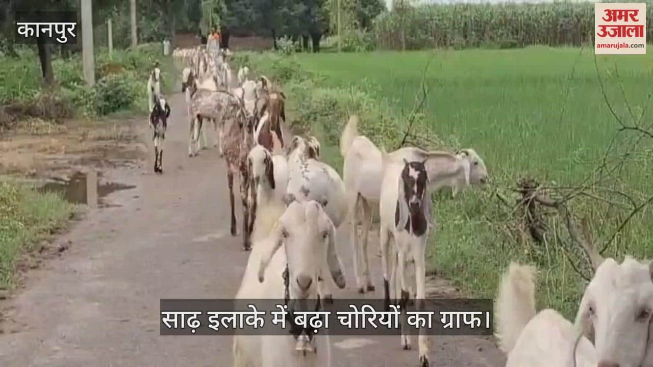 कानपुर: पशुबाड़े का ताला काटकर छह बकरे चोरी, किसान का एक लाख रुपये का नुकसान