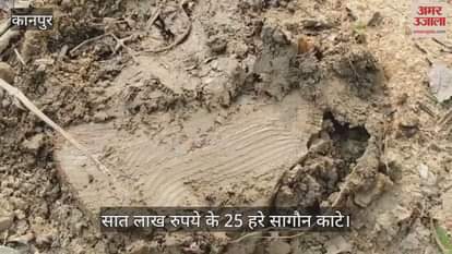 कानपुर: घाटमपुर क्षेत्र में बेखौफ लकड़ी माफिया, कैथा गांव में रात भर में काट डाले पेड़