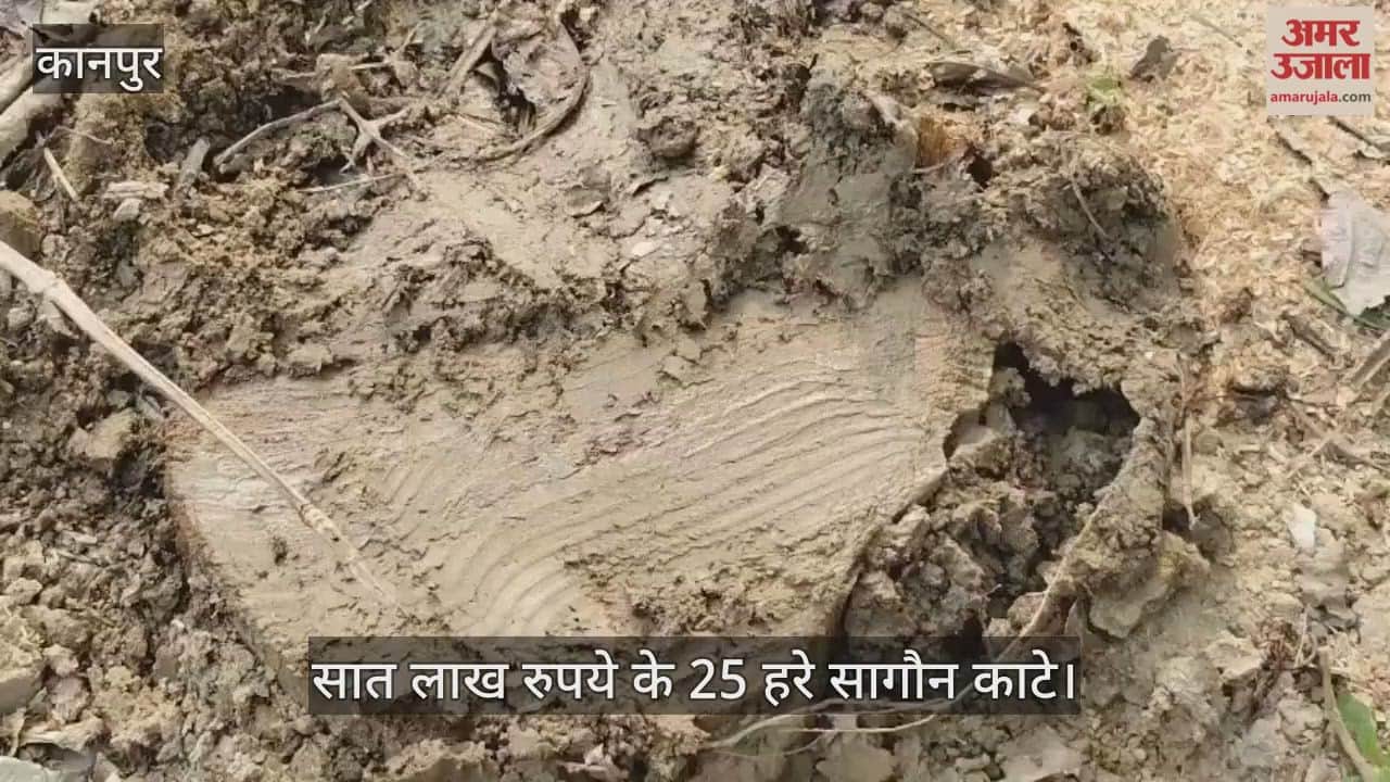 कानपुर: घाटमपुर क्षेत्र में बेखौफ लकड़ी माफिया, कैथा गांव में रात भर में काट डाले पेड़