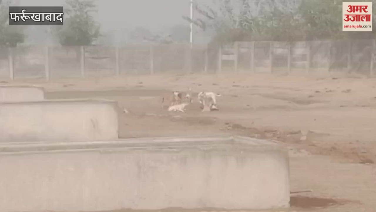 Dogs tore apart a carcass of cattle, preparing to take action against those responsible