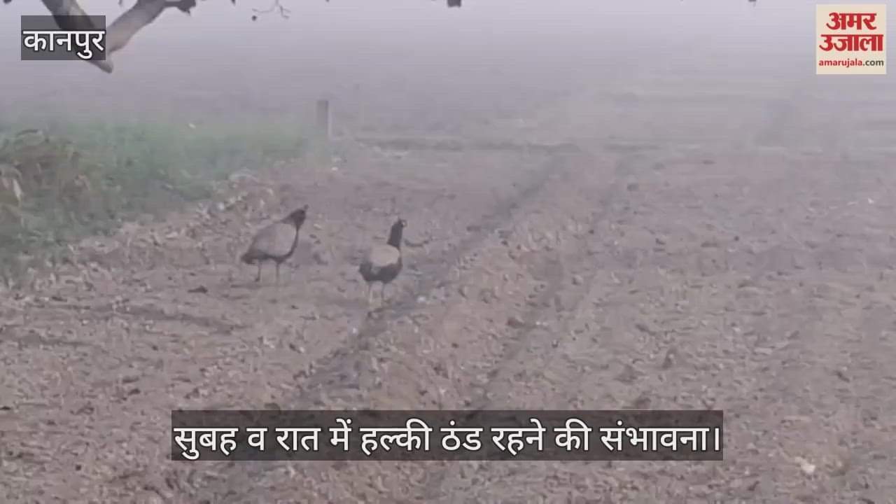 कानपुर: 26 नवंबर तक बारिश की कोई संभावना नहीं, गेहूं-आलू में किसानों को हल्की सिंचाई करने की सलाह