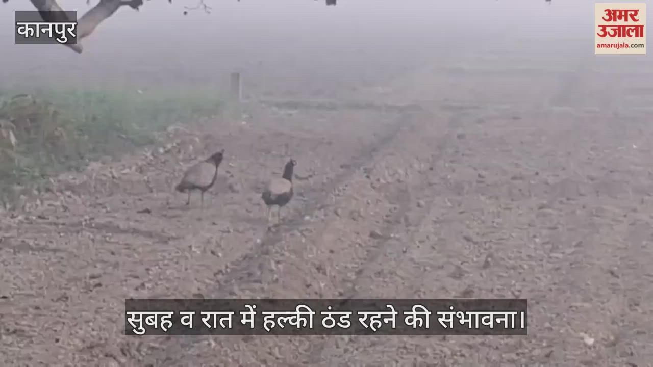 कानपुर: 26 नवंबर तक बारिश की कोई संभावना नहीं, गेहूं-आलू में किसानों को हल्की सिंचाई करने की सलाह