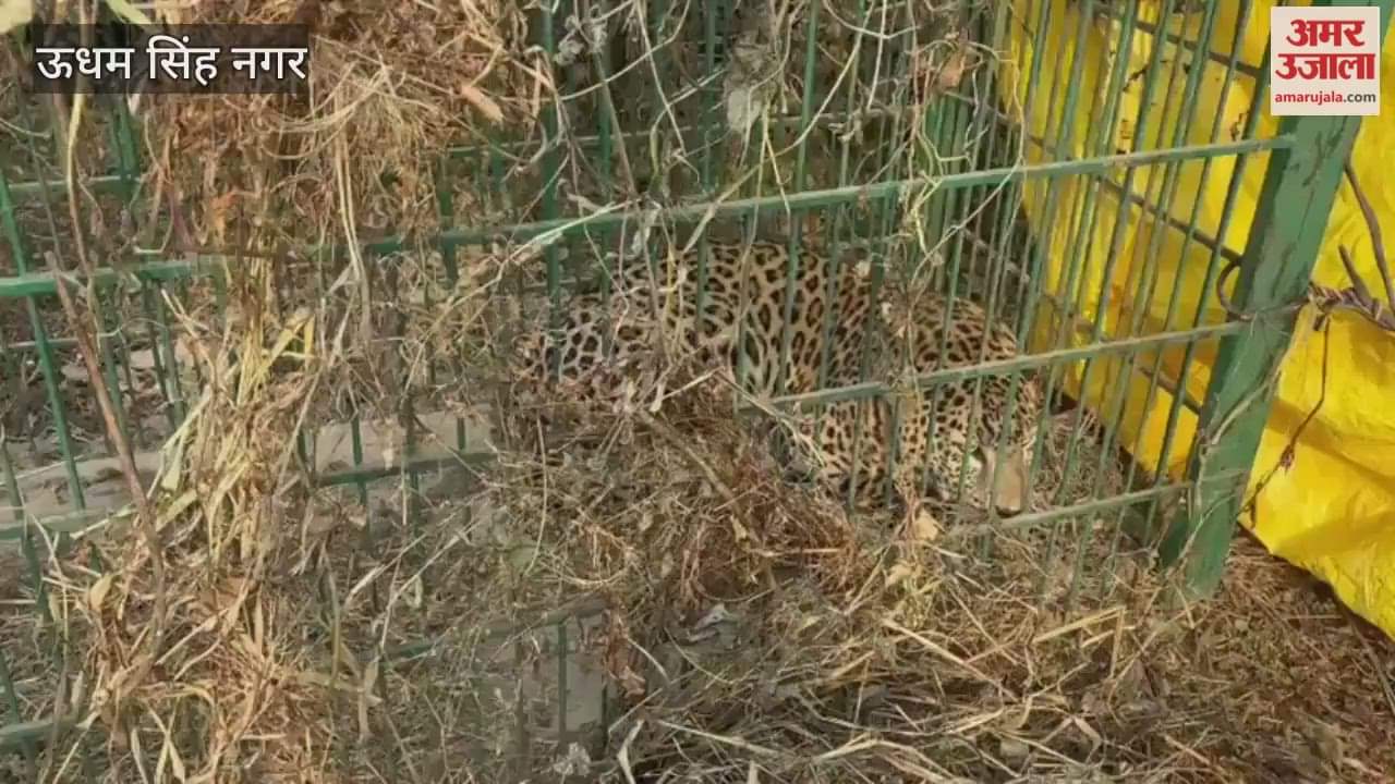 Leopard captured in cages installed on Gauvishan mound located at the pilgrimage Drona Sagar