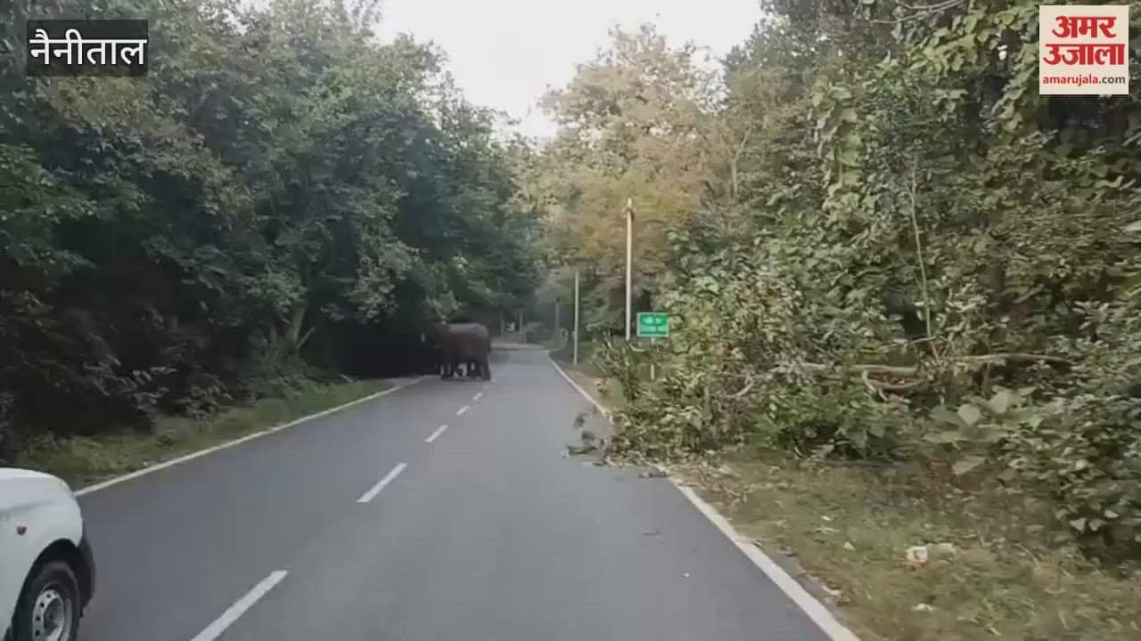 A herd of elephants was seen on the Kaladhungi-Nainital road