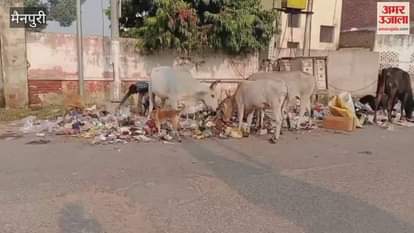 Cows Survive on Garbage in Uttar Pradesh