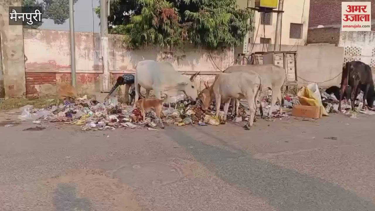 Cows Survive on Garbage in Uttar Pradesh