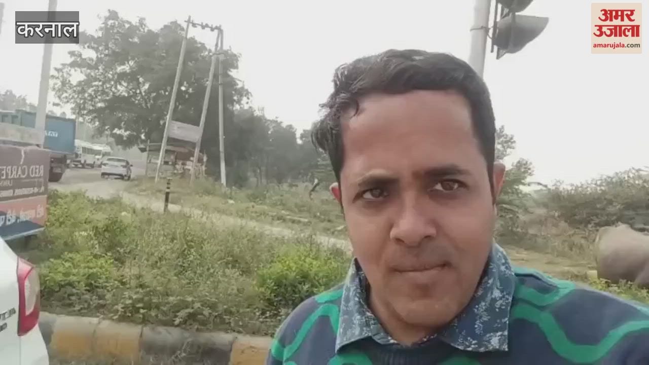 Cattle roaming near Noor Mahal Chowk in Karnal pose a threat to vehicles