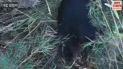 Rudraprayag Successful rescue of a bear trapped in the Maikhanda Ringal forest.