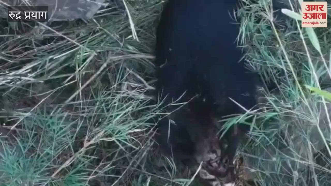 Rudraprayag Successful rescue of a bear trapped in the Maikhanda Ringal forest.
