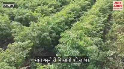 कानपुर: सहालग में गाजर के भाव बढ़े, भीतरगांव के किसान खुश