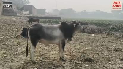 sickle got stuck in the bull's nose in Budaun