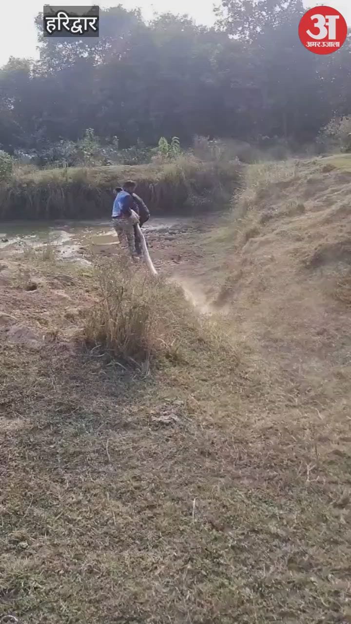 हरिद्वार-नजीबाबाद हाईवे पर निकला 15 फीट लंबा विशालकाय अजगर, जेसीबी से ऐसे किया रेस्क्यू